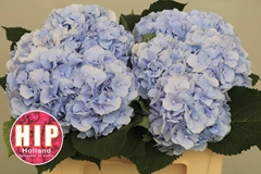 Hydrangea Verena Blue 50cm 16-18cm Hd