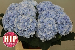 Hydrangea Verena Blue 80cm 18-20cm Hd