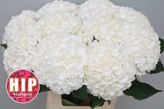 Hydrangea Cannonball 60cm 18-20cm Hd