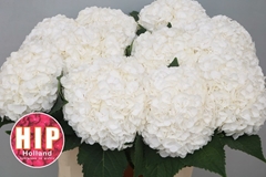 Hydrangea Cannonball 80cm 20-22cm Hd