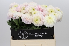 Dahlia Pink Pearl 60cm