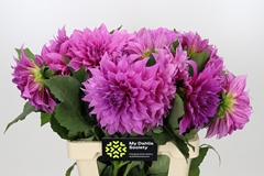Dahlia Karma Choc 60cm