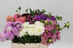 Dahlia Mix 40cm