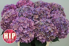 Hydrangea Rodeo Red Classic 60cm 16-18cm Hd
