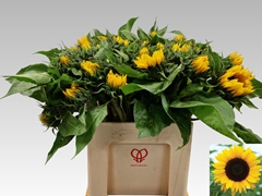 Helianthus Sunrich Orange 65cm 125cm Hd