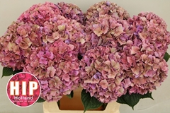Hydrangea Rodeo Red Classic 80cm 18-20cm Hd