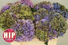 Hydrangea Rodeo Red Classic 50cm 16-18cm Hd