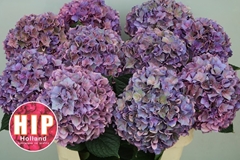 Hydrangea Rodeo Red Classic 80cm 18-20cm Hd