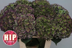 Hydrangea Rodeo Red Classic 60cm 20-22cm Hd