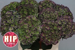 Hydrangea Rodeo Red Classic 80cm 22-24cm Hd