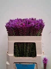 Liatris Spicata 50cm