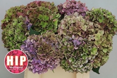 Hydrangea Rodeo Red Classic 40cm 14-16cm Hd