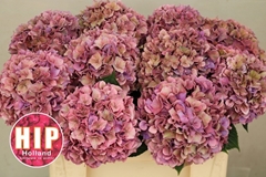 Hydrangea Rodeo Red Classic 50cm 14-16cm Hd