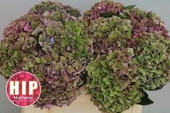 Hydrangea Rodeo Red Classic 50cm 16-18cm Hd