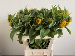 Helianthus Sunrich Orange 80cm