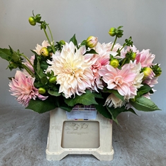 Dahlia Café Au Lait 50cm