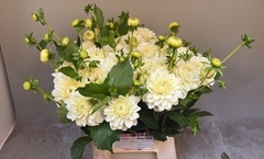 Dahlia White Cap 50cm
