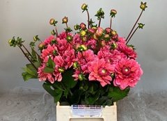Dahlia Salmon Runner 50cm