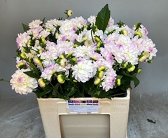 Dahlia Eveline 55cm