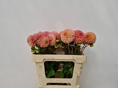 Dahlia L.a.t.e. 55cm