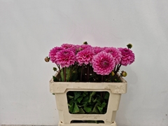 Dahlia Sandra 55cm