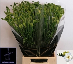 Freesia Double Versailles 70cm 40gr.