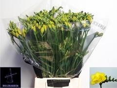 Freesia Double Soleil 70cm 30gr.