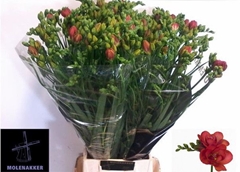 Freesia Double Red Bell 70cm 30gr.