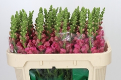 Antirrhinum Avignon Rose 75cm
