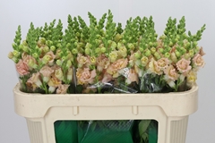 Antirrhinum Holly Double Champagne 70cm