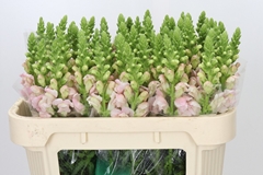 Antirrhinum Costa Silver 75cm