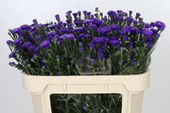 Aster Astee Dark Milka 70cm 15gr.