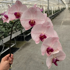 Phalaenopsis Painted Red Pink 80cm 10+