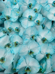 Phalaenopsis Painted Ice Blue 80cm 10+