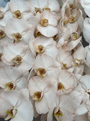 Phalaenopsis Painted Caramel 80cm 10+