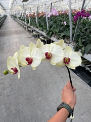 Phalaenopsis Painted Red Yellow 80cm 10+