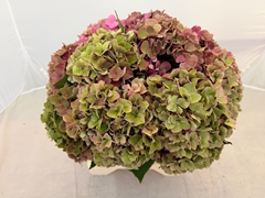 Hydrangea Rodeo Red Classic 40cm 19-21cm Hd