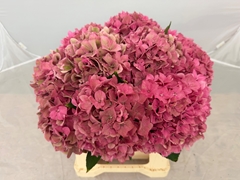 Hydrangea Rodeo Red Classic 40cm 15-17cm Hd