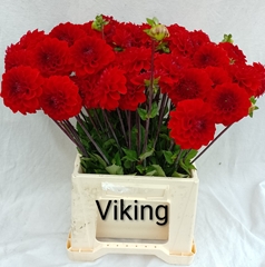 Dahlia Viking 52cm