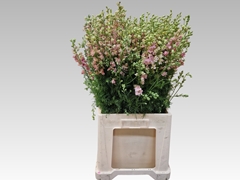 Consolida Regalis Qis Light Pink 70cm