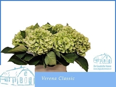 Hydrangea Verena Classic 90cm 18-20cm Hd