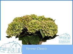 Hydrangea Verena Classic 70cm 16-18cm Hd