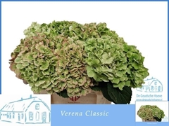 Hydrangea Verena Classic 50cm 14-16cm Hd