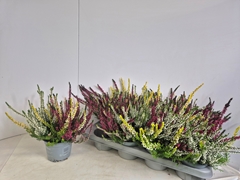 Calluna Callu Nova Mix 3 Colours 13Ø 25cm