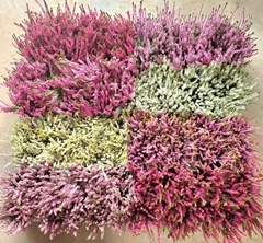 Calluna Mix 6 Colours 9Ø 15cm