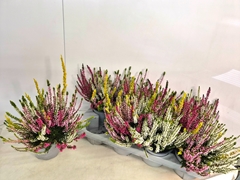 Calluna Callu Nova Mix 4 Colours 13Ø 25cm
