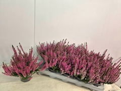 Calluna Callu Nova Rosa 10Ø 20cm
