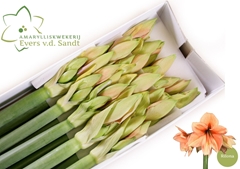 Hippeastrum Rilona 80cm