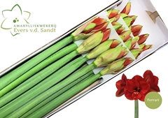 Hippeastrum Ferrari 75cm