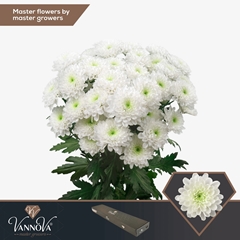Chrysanth Spray Altaj 70cm 105gr.